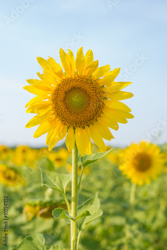Sunflower field in blue sky. Selective focus.