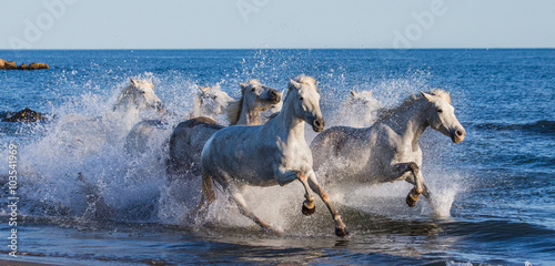 konie-w-galopie-nad-brzegiem-morza