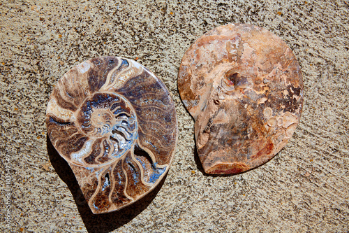 Ammonites fossil snail cut found in Teruel
