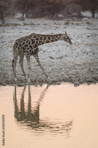 Giraffe at Okaukuejo water hole.