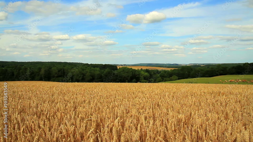 Ripe wheat in anticipation of the harvest (Falaen, Belgium). Ripe wheat in anticipation of the harvest (Falaen, Belgium).