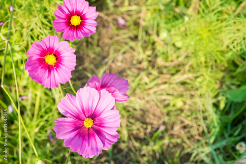 Pink cosmos flower in field. Selective focus.