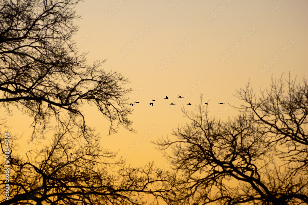 Cranes that fly in the evening light Cranes that fly in the evening light