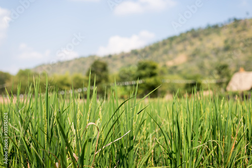 Green ripe rice in field. Selective focus.
