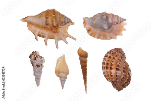 Sea shells isolated on the white background