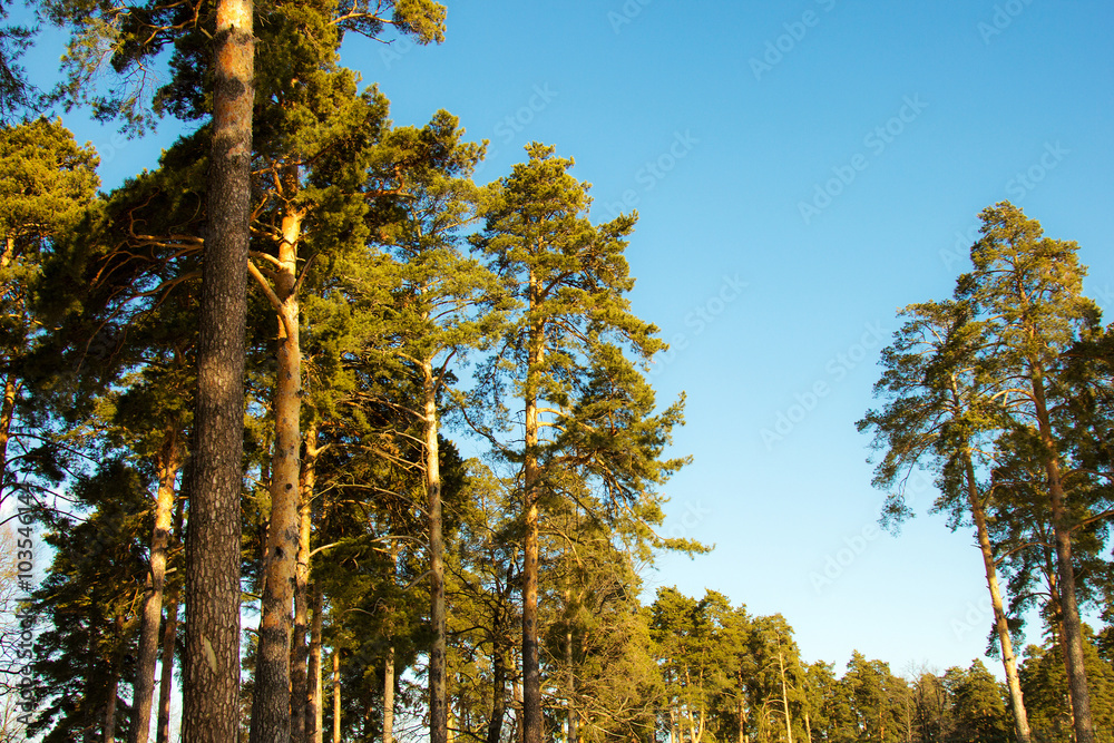 Fototapeta premium Pine forest under deep blue sky