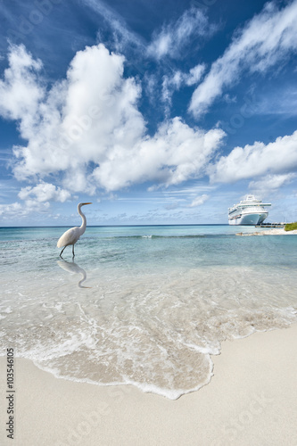 Caribbean Cruise ship moored with wild crane on the Beach