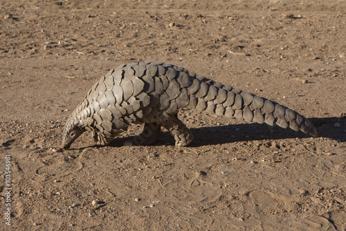 A Pangolin searching for ants