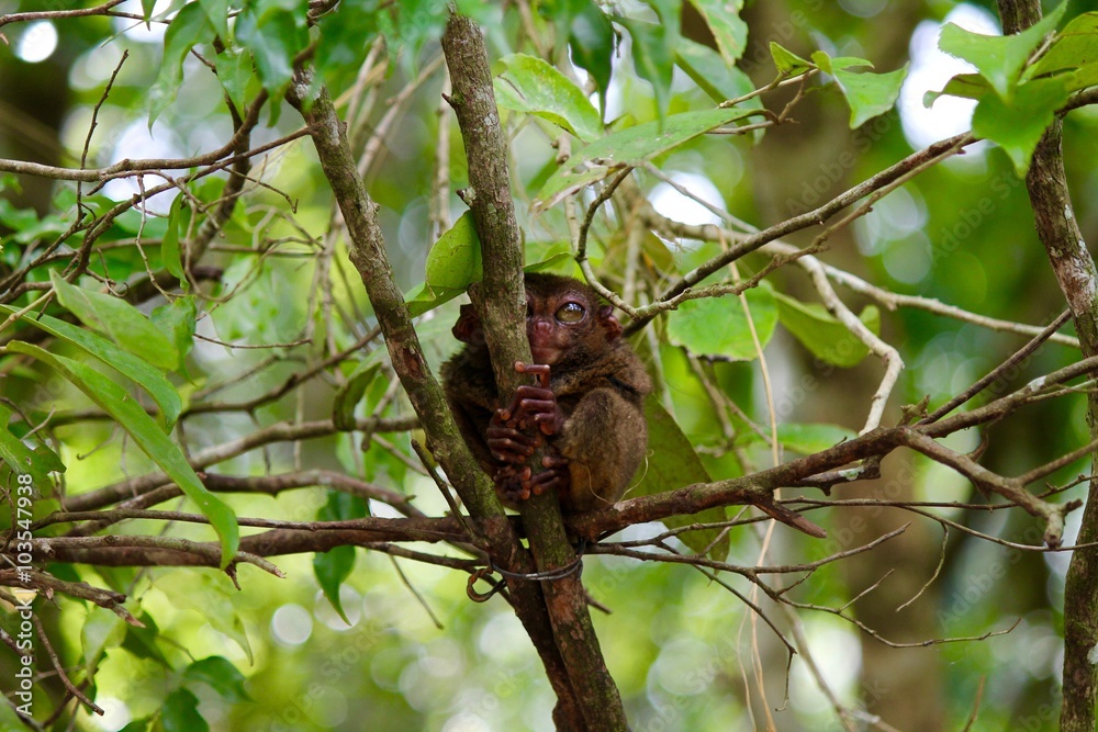 Tarsi - Scimmie nelle Filippine