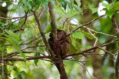 Tarsi - Scimmie nelle Filippine