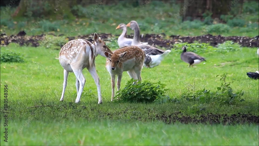 Fallow deer and grey geese in a park, damwild
Fallow deer and grey geese in a park, damwild