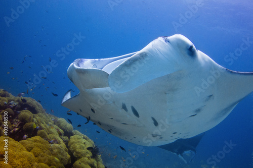 SHOWER TIME / Manta rays after eating plankton, like to get clean by little fish call: cleaner wrasse.