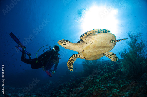 DIVER VS TURTLE / One of the highlights of diving at the indina ocean is sporting sea turtles.