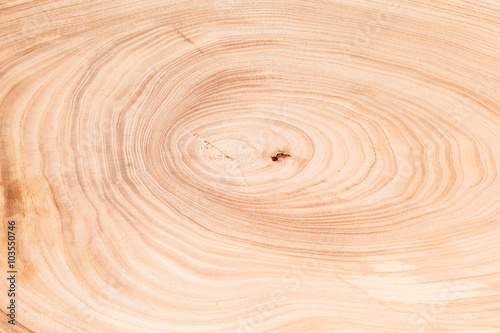 tree wood texture