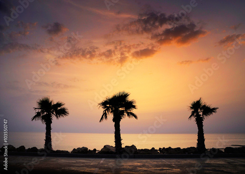 Three palm trees by the sea