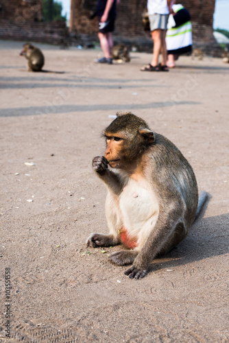 close up thai monkey in Triple Crown Castle,Phraphrangsamyod temple,Lopburi,Thailand. © chollacholla