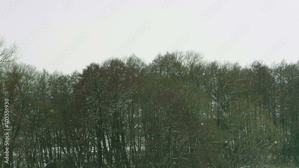 Winter landscape - falling snow over little grove of frosty trees. Winter landscape - falling snow over little grove of frosty trees.