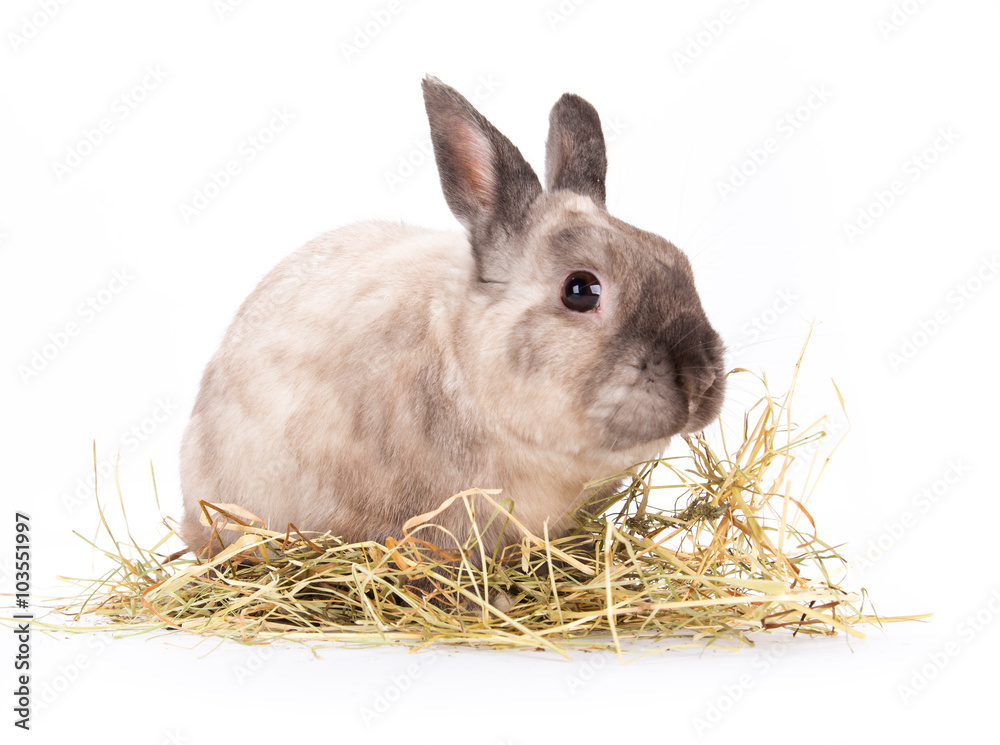 Obraz premium Zabawny mały królik.