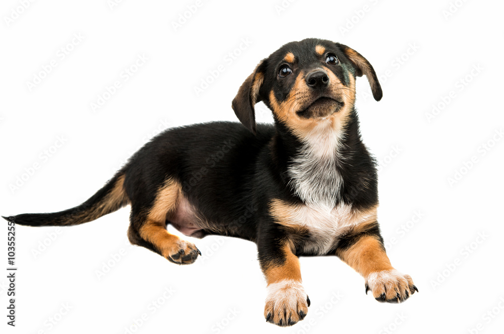 Dachshund puppy