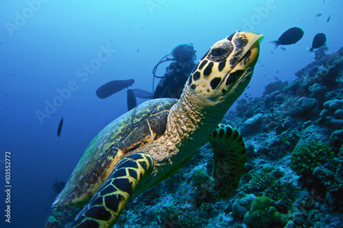 MOODY TURTLE / Turtles don't mid to drive along divers. © SebastianPeña