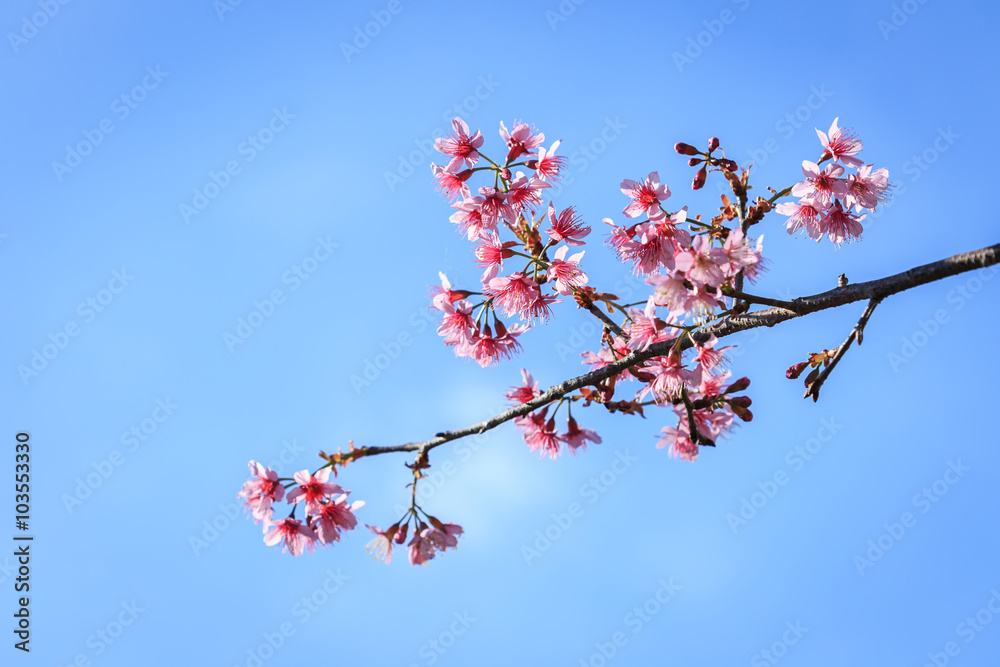 Wild himalayan cherry on tree in Chiang Mai province, Thailand. Wild himalayan cherry on tree in Chiang Mai province, Thailand.
