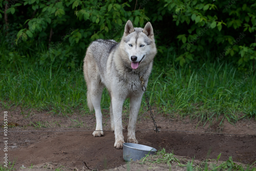 Fototapeta premium Lead dog rests after competition on ground