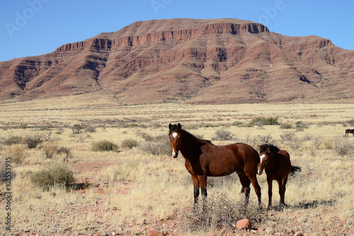 Wild Horses, Namibia photo