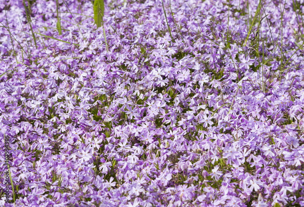 Wild flowers in Minsk a botanical garden, Belarus