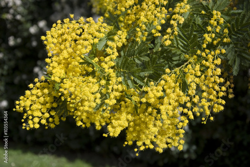 Bunch of mimosa flowers women's day
