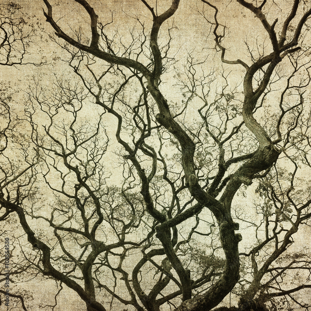 grunge frame with tree silhouettes grunge frame with tree silhouettes