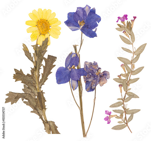 Set of wild dry pressed flowers and leaves
