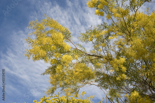 Bunch of mimosa flowers women's day