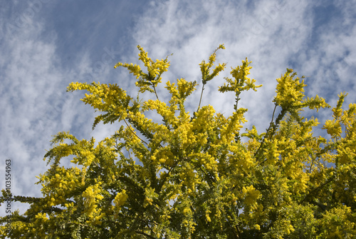 Bunch of mimosa flowers women's day