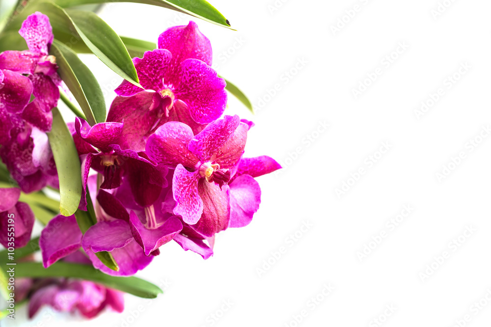 Close up pink orchid isolated on white Close up pink orchid isolated on white