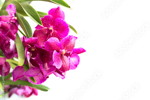 Fototapeta Naklejka Na Ścianę i Meble -  Close up pink orchid isolated on white