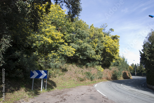 La Route du Mimosa