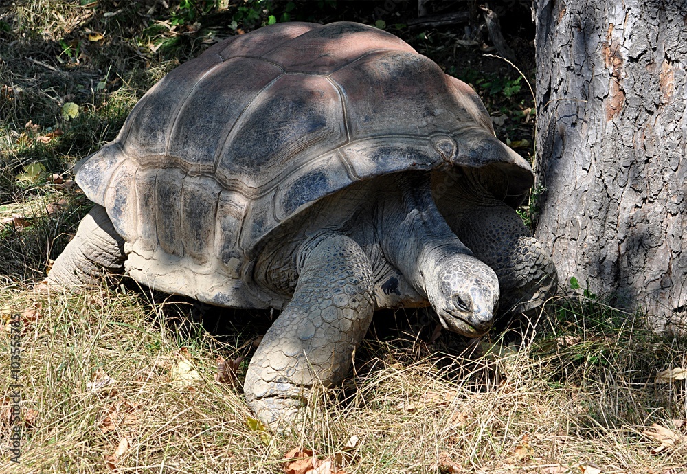 Fototapeta premium Animals - tortoise near a tree