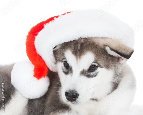 Animals. One puppy Husky white isolated, Christmas hat!