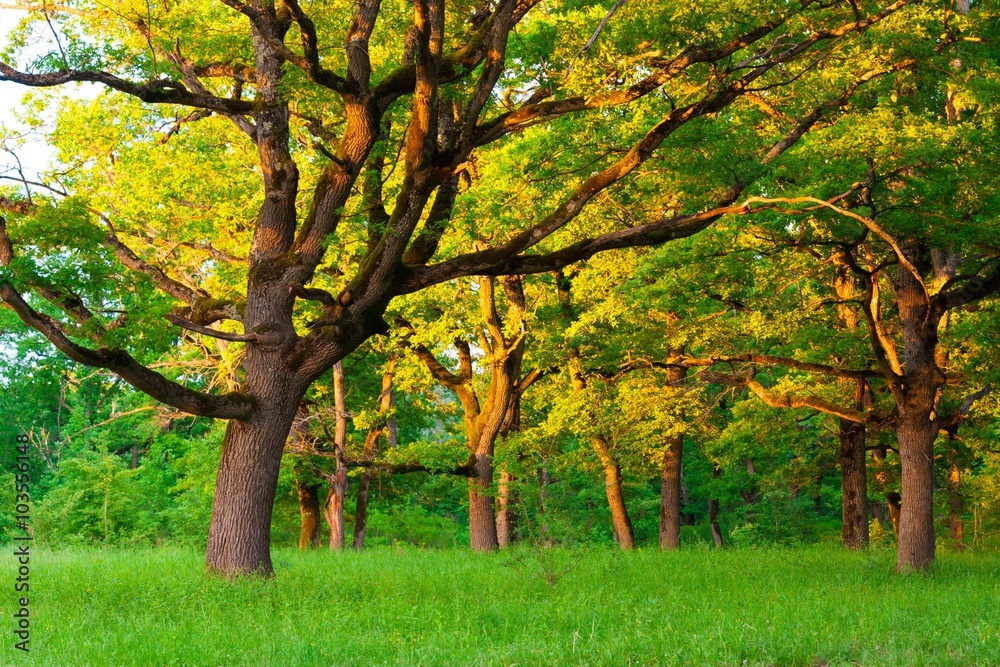 Naklejka premium Forest day summer!