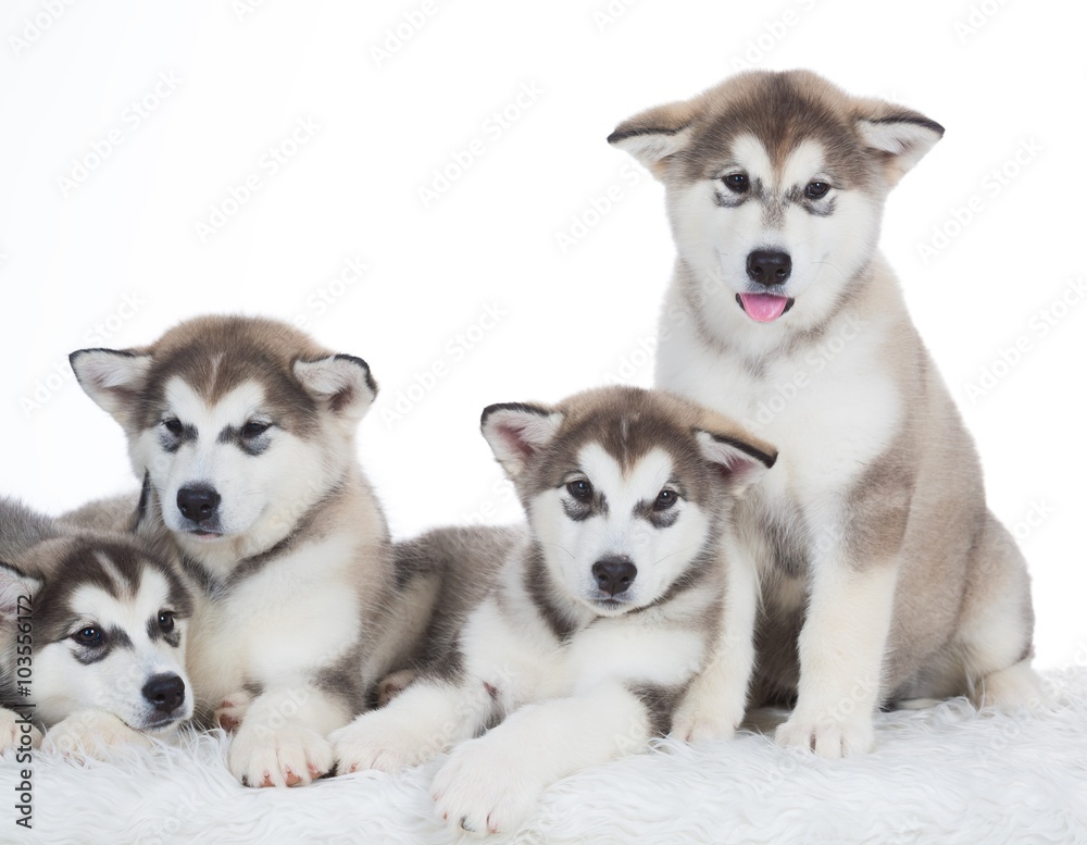 Animals. Four puppy Husky white isolated!