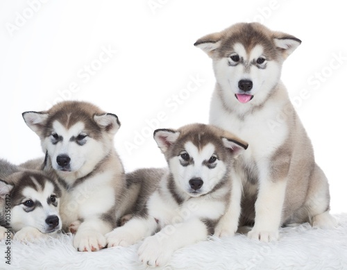 Animals. Four puppy Husky white isolated 