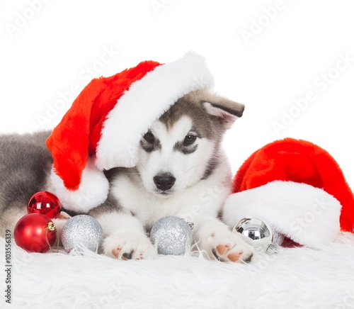 Animals. One puppy Husky white isolated, Christmas hat, tree toy