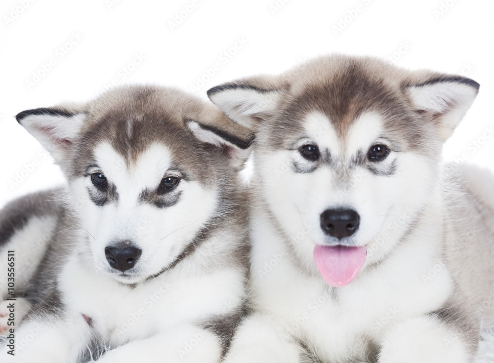 Animals. Two puppy Husky white isolated