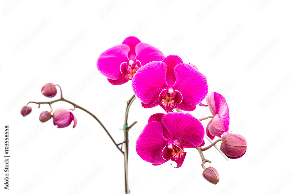 Fototapeta premium Close up violet orchid isolated on white