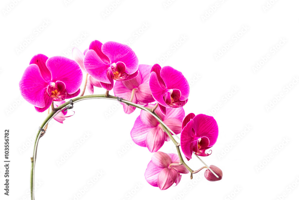 Close up violet orchid isolated on white