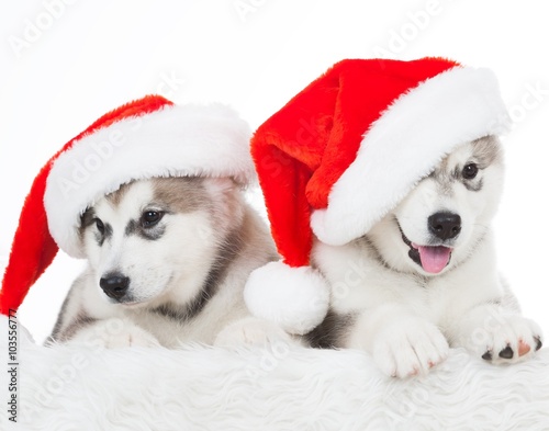 Animals. Two puppy Husky white isolated, Christmas hat!