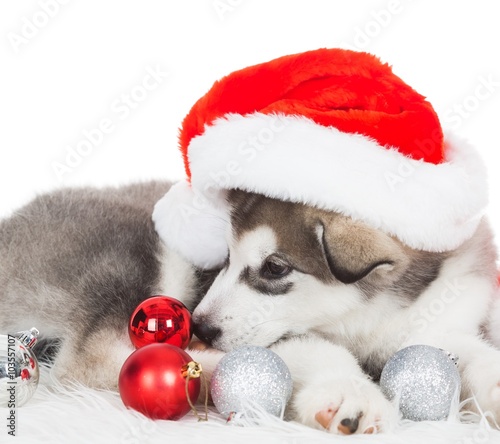 Animals. One puppy Husky white isolated, Christmas hat, tree toy © erainbow