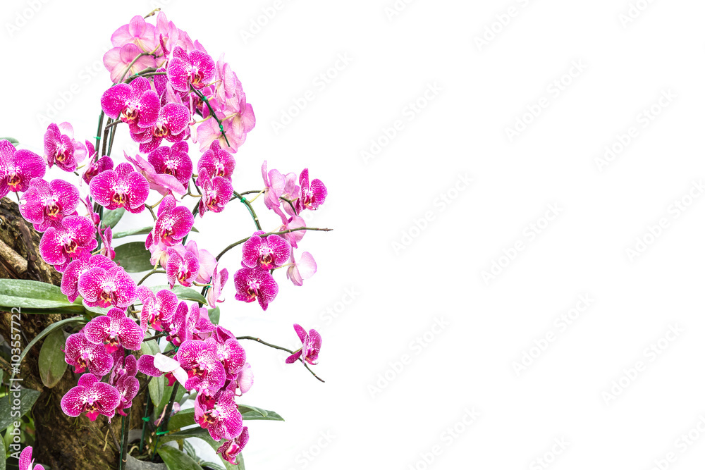 Close up violet orchid isolated on white