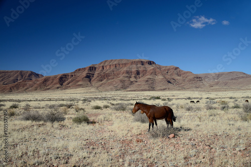 Wild Horses, Namibia photo