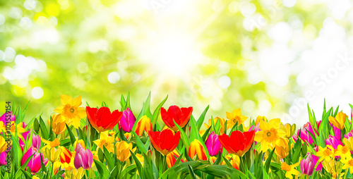 Fototapeta Naklejka Na Ścianę i Meble -  tulip dream